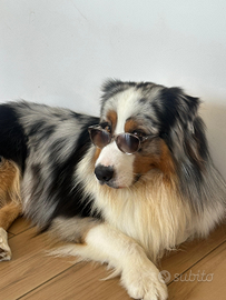 Pastore australiano maschio