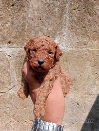 Cuccioli barboncino nano fulvo red