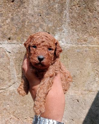 Cuccioli barboncino nano fulvo red