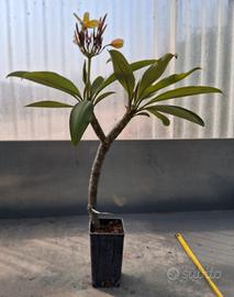 piante 