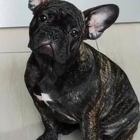 Cucciole di Bulldog francese