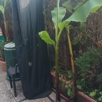 pianta banano basjoo