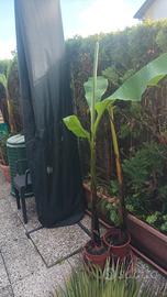 pianta banano basjoo