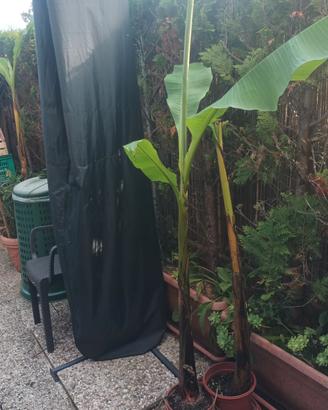 pianta banano basjoo