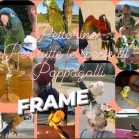 Pettorine Per Pappagalli