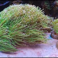 acquario marino corallo