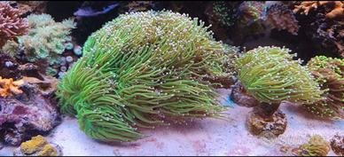 acquario marino corallo