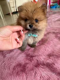 Spitz Pomerania