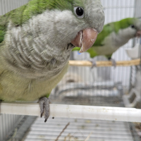 Coppia riproduttiva di parrocchetti monaci