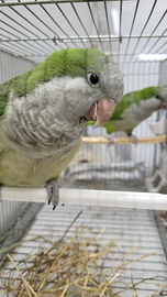 Coppia riproduttiva di parrocchetti monaci