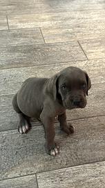 Cucciolo di cane corso