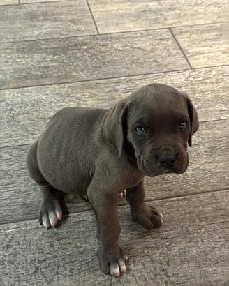 Cucciolo di cane corso