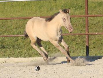 LA REMUDA Horses