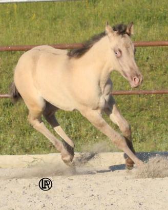 LA REMUDA Horses