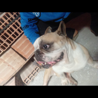 Bulldog francese
