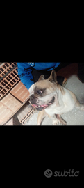 Bulldog francese