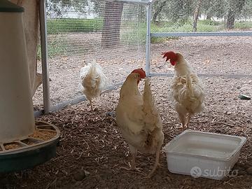 Galline ovaiole livornesi