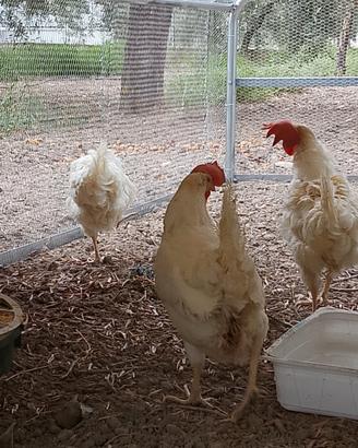 Galline ovaiole livornesi