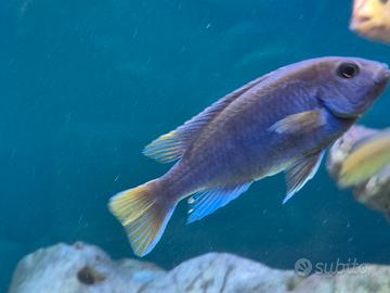 Ciclidi africani pseudotropheus Acei