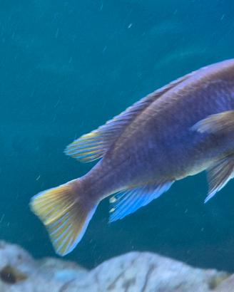 Ciclidi africani pseudotropheus Acei