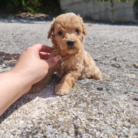 Barboncino Cuccioli Toy