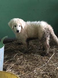 Cucciolo di maremmano