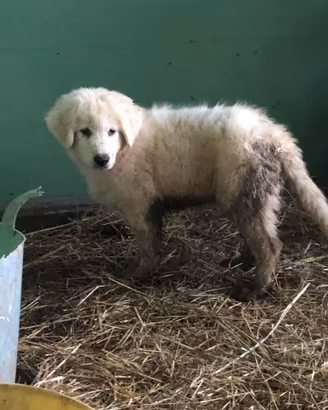 Cucciolo di maremmano