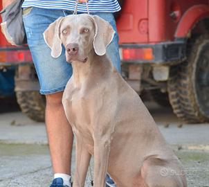 Maschio disponibile per monte