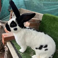Conigli papillon