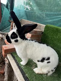 Conigli papillon