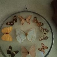collezione farfalle