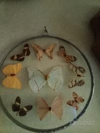 collezione farfalle