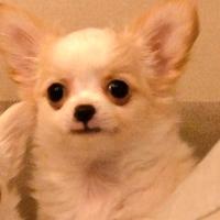 Femmina pelo lungo pezzata