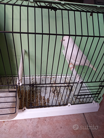 Canarino bianco maschio