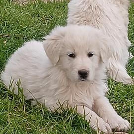 Cucciolo maremmano