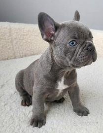 BULLDOG FRANCESE CUCCIOLI BLU- pag comode rate