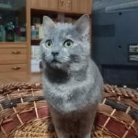 Un piccola gatta di 5 mesi