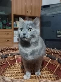 Un piccola gatta di 5 mesi