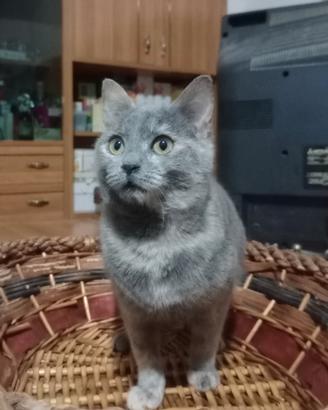 Un piccola gatta di 5 mesi