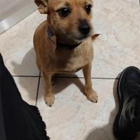 Pinscher 1 anno