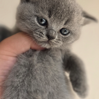 British shorthair