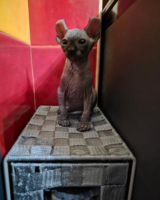 Gatti sphynx