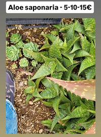 Aloe saponaria 