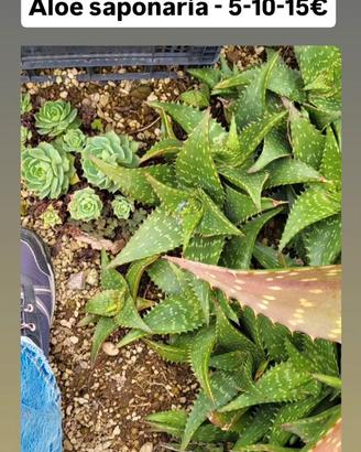 Aloe saponaria 