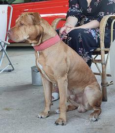 Cuccioli di American pit bull terrier