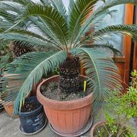 Piante Cycas