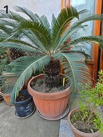Piante Cycas