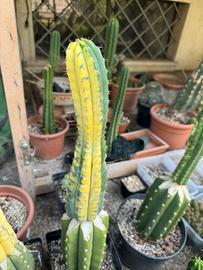 Arequipa variegato