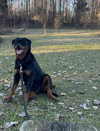 Cuccioli di rottweiler