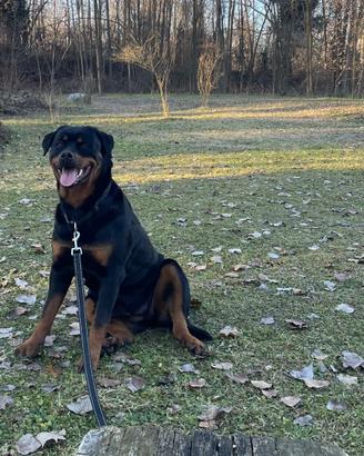 Cuccioli di rottweiler
